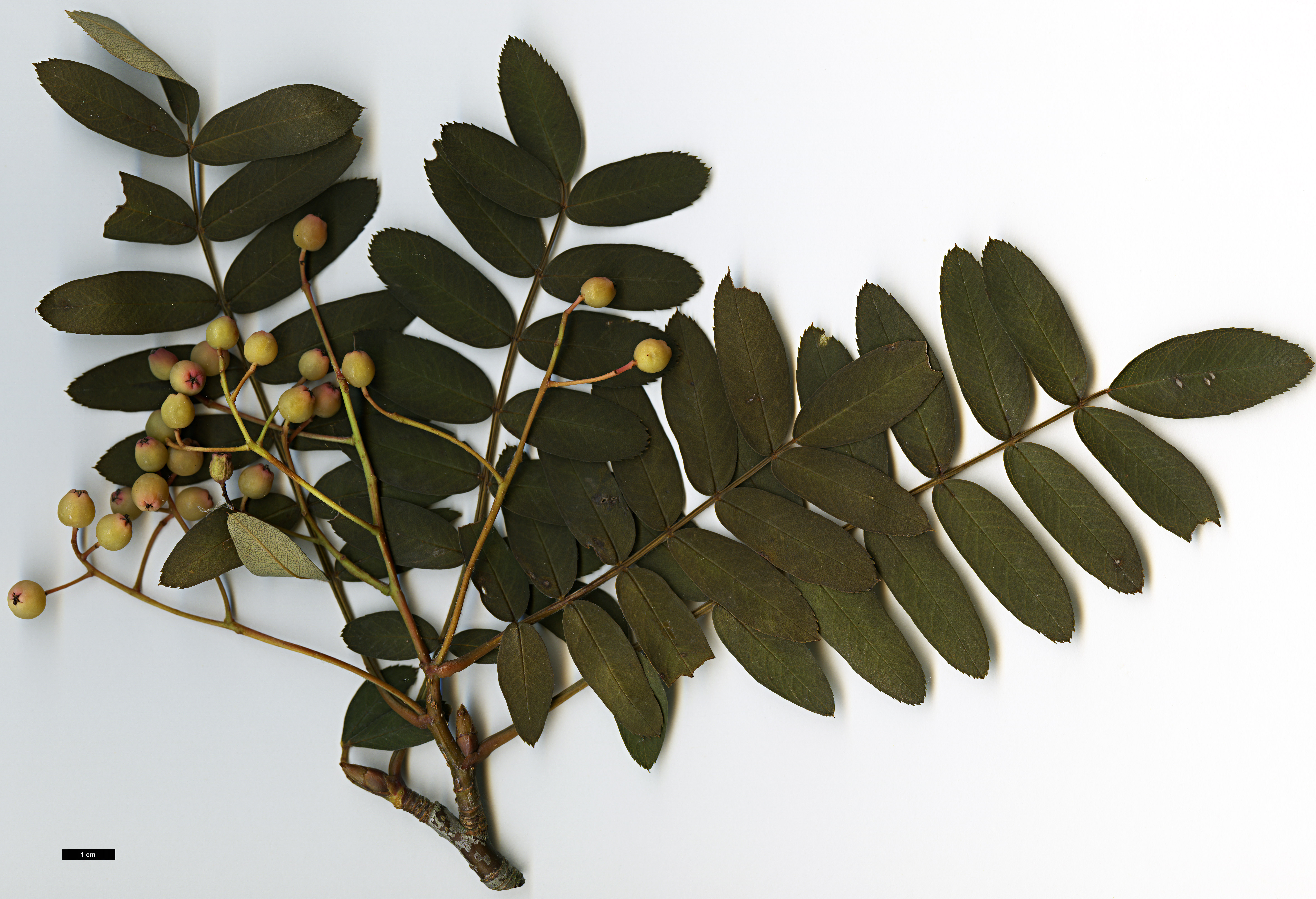 High resolution image: Family: Rosaceae - Genus: Sorbus - Taxon: KR 3647B (sect. discolores)
